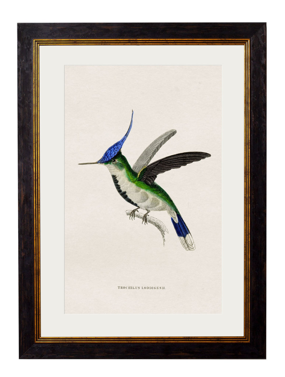 c.1833 Hummingbirds - TheArtistsQuarter