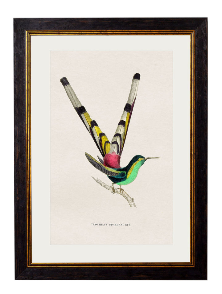 c.1833 Hummingbirds - TheArtistsQuarter