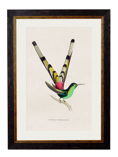 C.1833 HUMMINGBIRDS - TheArtistsQuarter