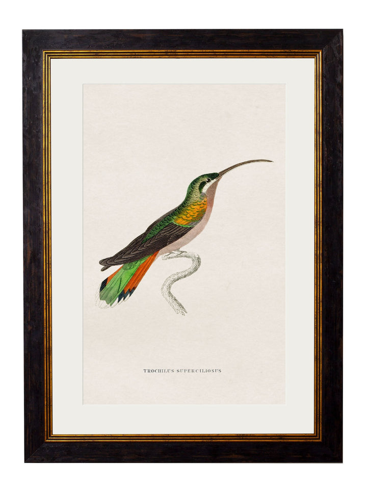 c.1833 Hummingbirds - TheArtistsQuarter