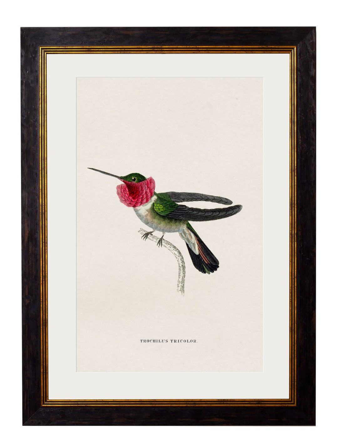 c.1833 Hummingbirds - TheArtistsQuarter