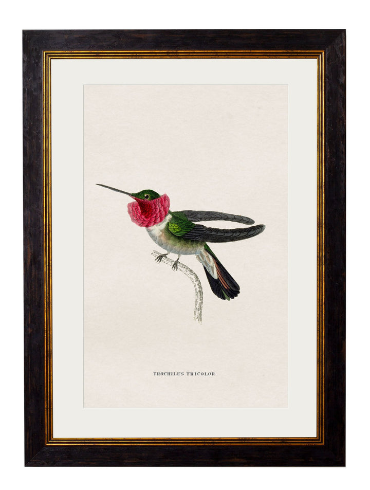 c.1833 Hummingbirds - TheArtistsQuarter