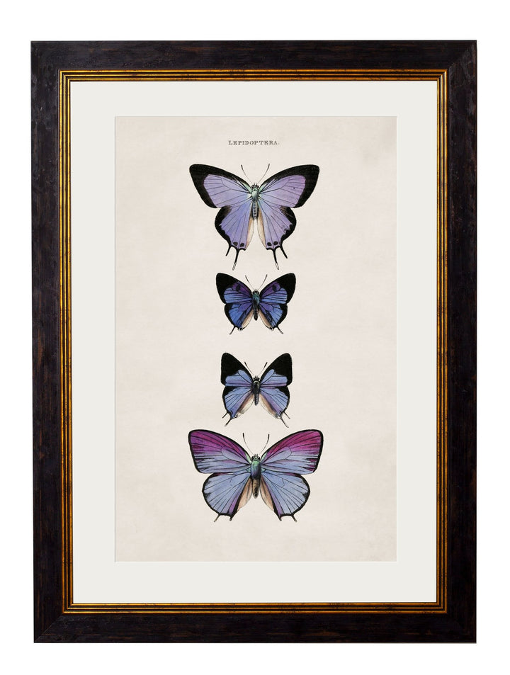 c.1835 Butterflies - TheArtistsQuarter