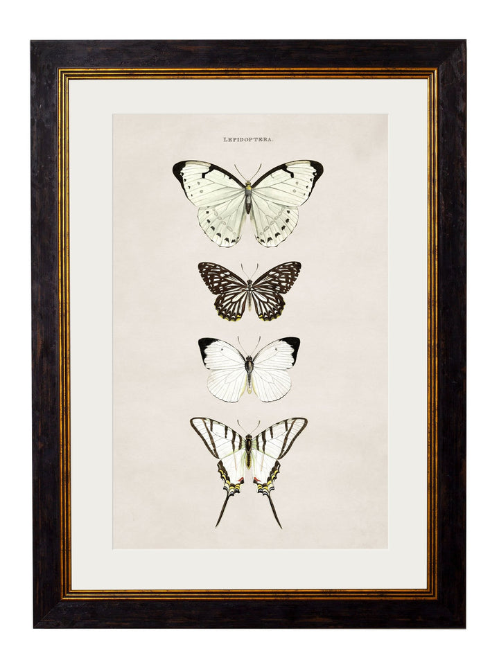 c.1835 Butterflies - TheArtistsQuarter