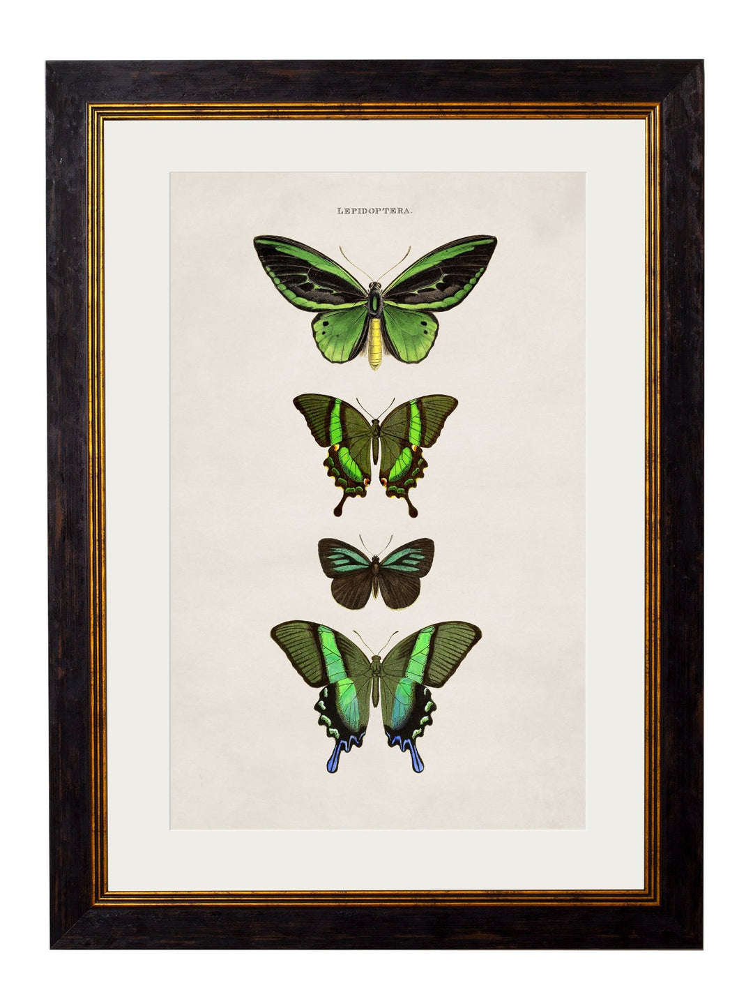 c.1835 Butterflies - TheArtistsQuarter