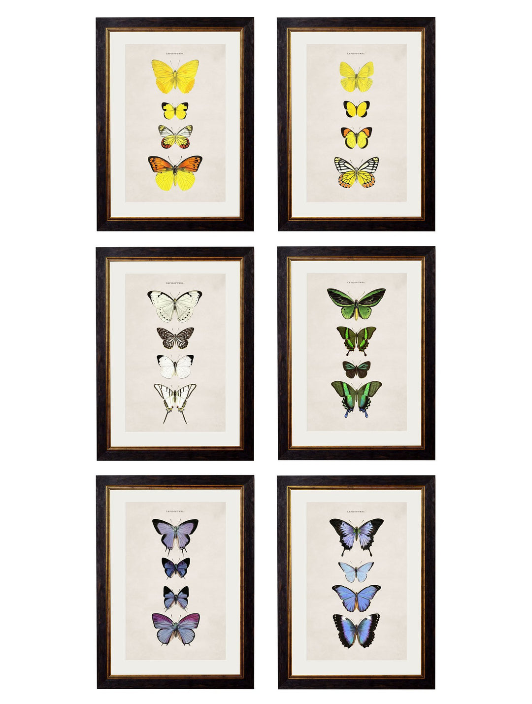 c.1835 Butterflies - TheArtistsQuarter