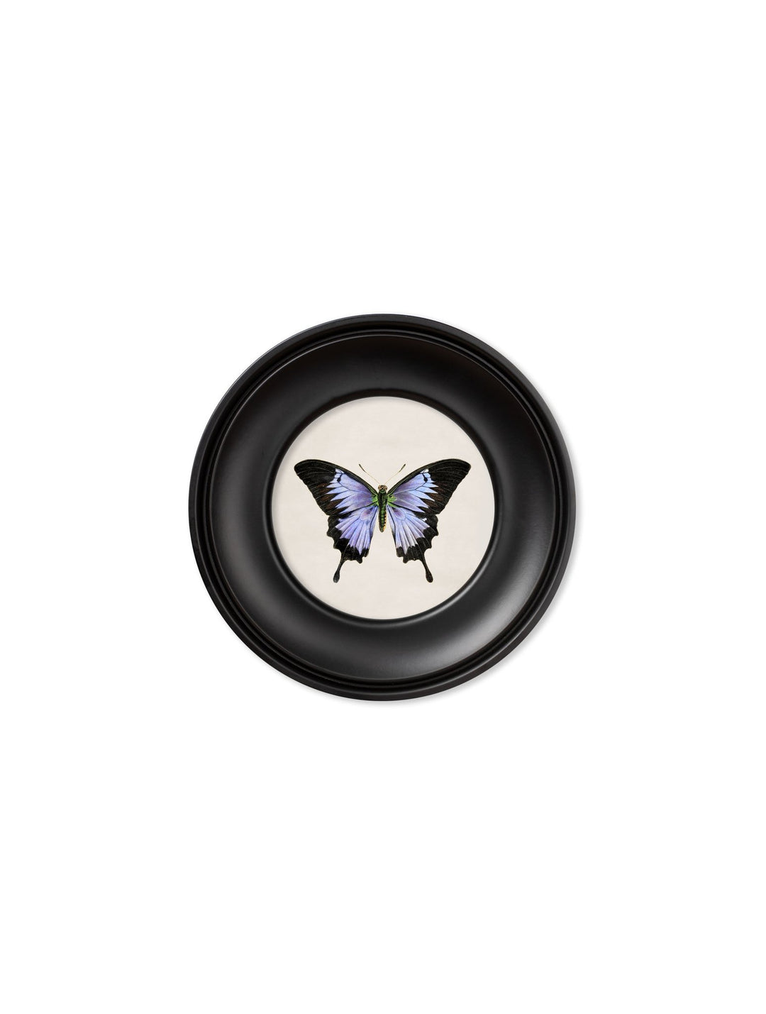 c.1835 Tropical Butterflies - Round Frames - TheArtistsQuarter