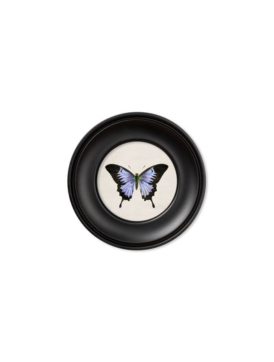 C.1835 COLLECTION OF BUTTERFLIES IN SMALL ROUND FRAMES - TheArtistsQuarter