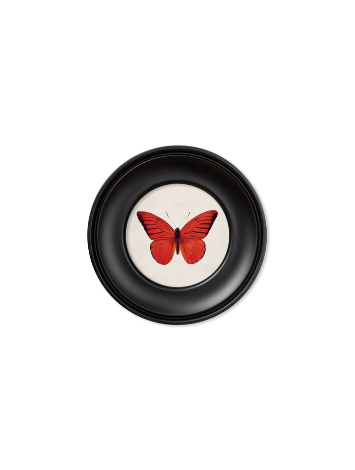 c.1835 Tropical Butterflies - Round Frames - TheArtistsQuarter