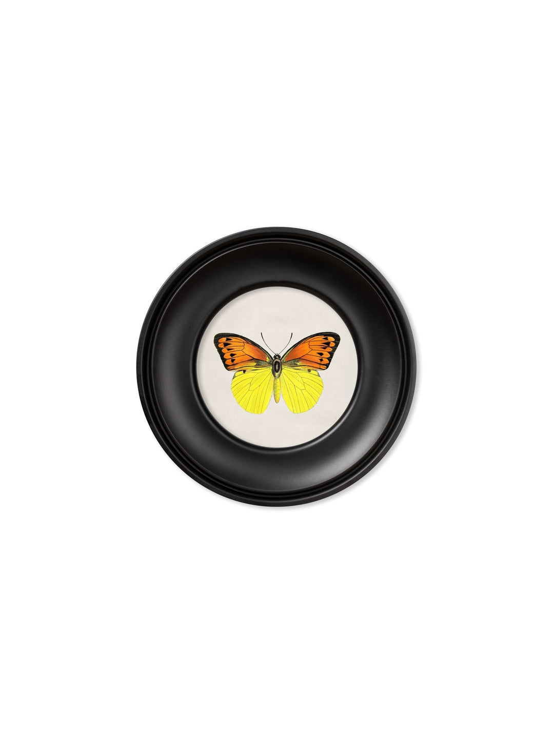 c.1835 Tropical Butterflies - Round Frames - TheArtistsQuarter