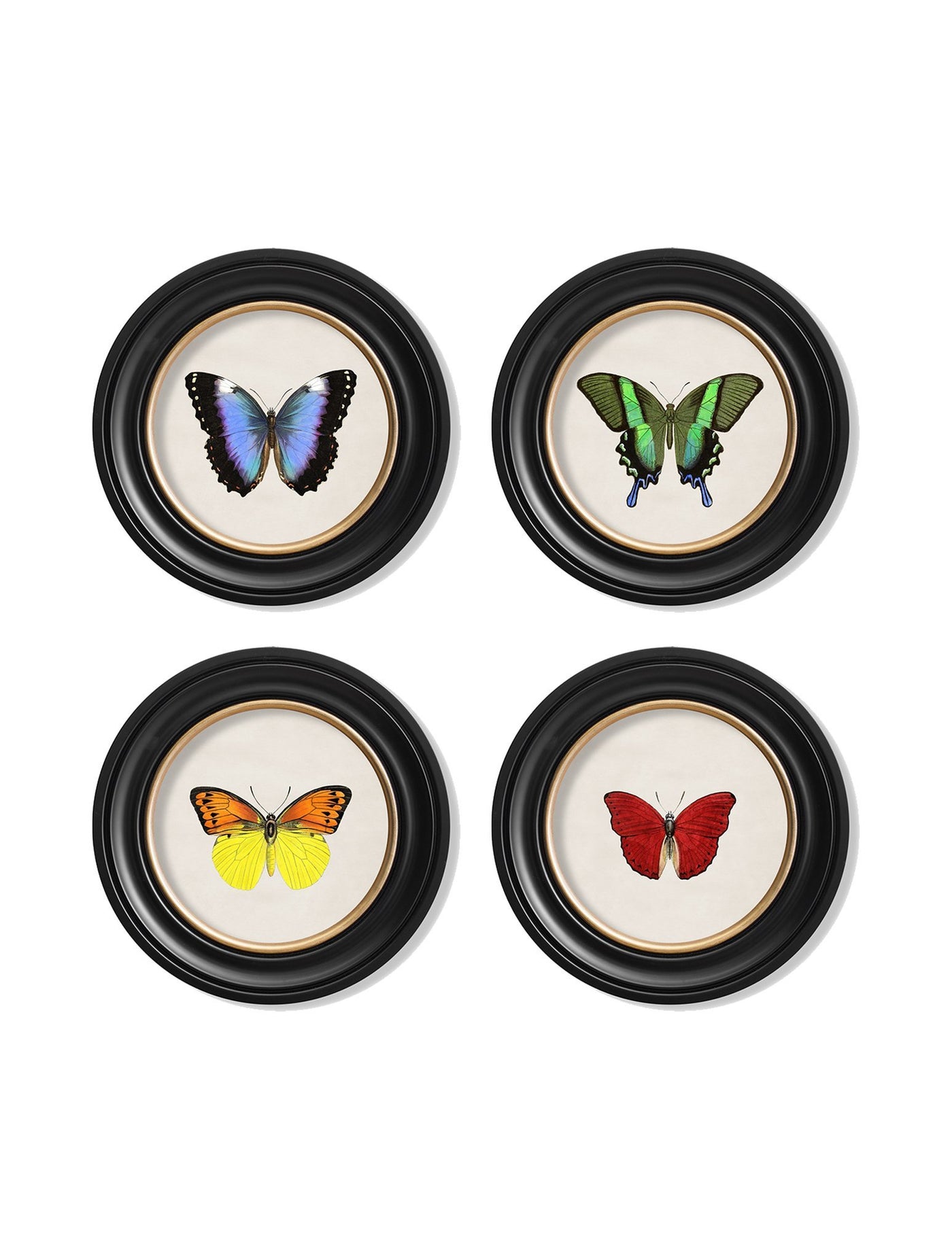 C.1835 TROPICAL BUTTERFLIES - ROUND FRAMES - TheArtistsQuarter