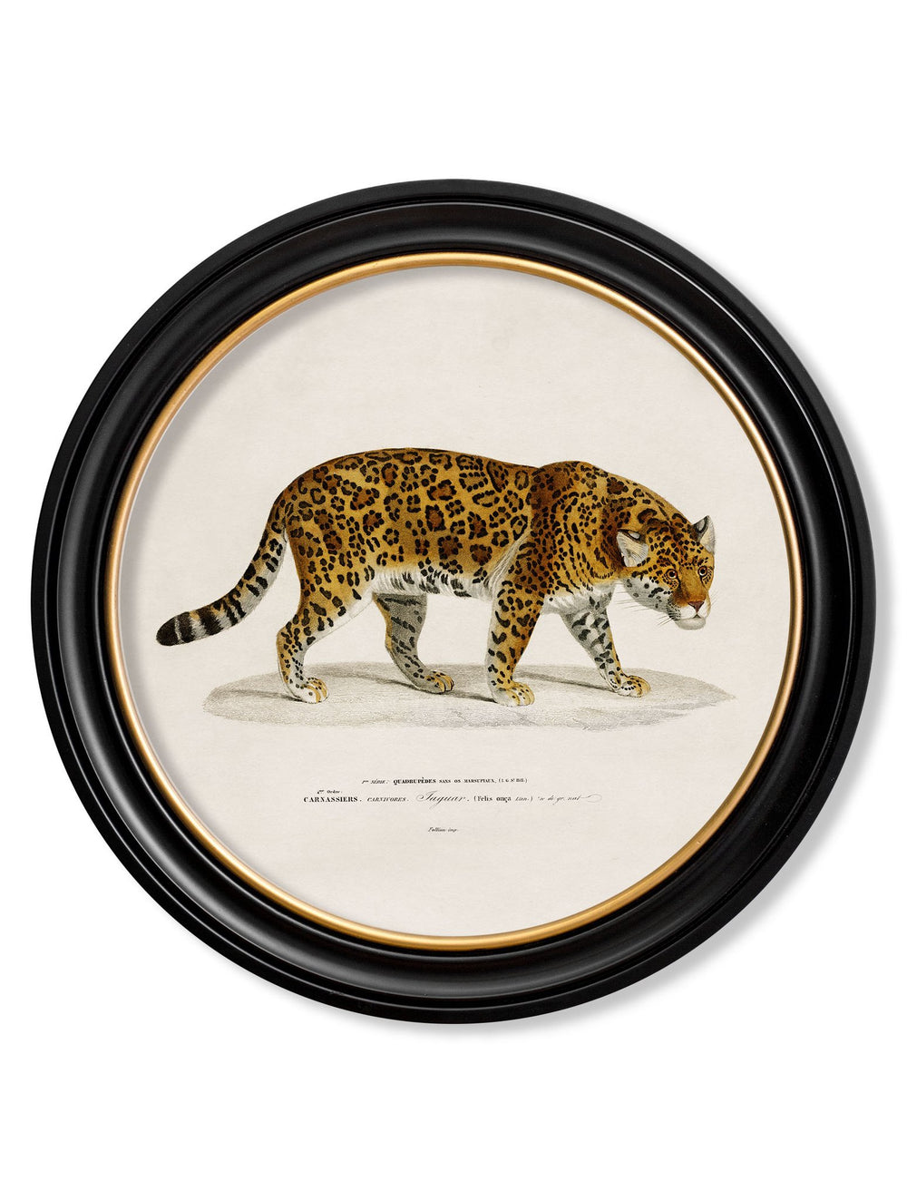 c.1836 Jaguar - Round Frame Cancelled Order - TheArtistsQuarter