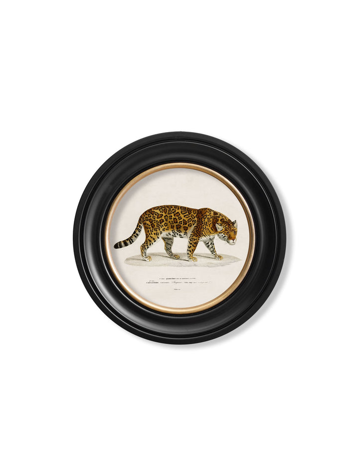 c.1836 Jaguar - Round Frame - TheArtistsQuarter