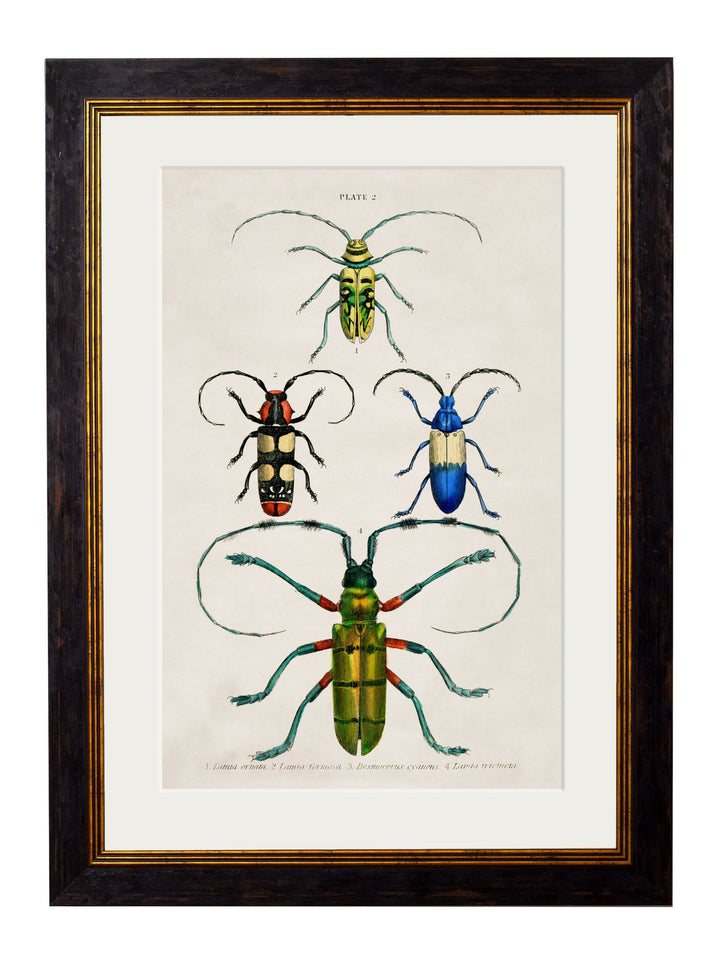 c.1836 Studies of Beetles - TheArtistsQuarter