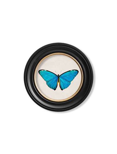 C.1836 TROPICAL BUTTERFLIES - ROUND FRAMES - TheArtistsQuarter