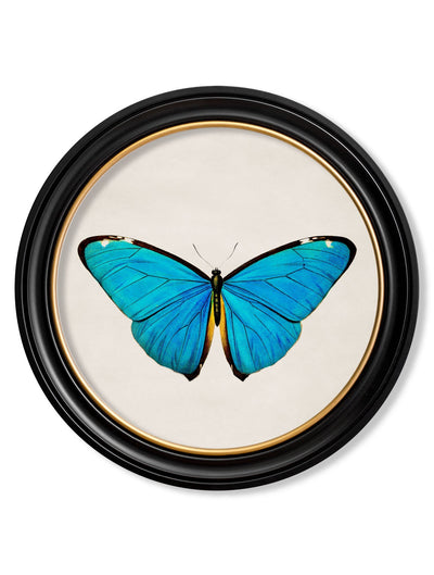 C.1836 TROPICAL BUTTERFLIES - ROUND FRAMES - TheArtistsQuarter