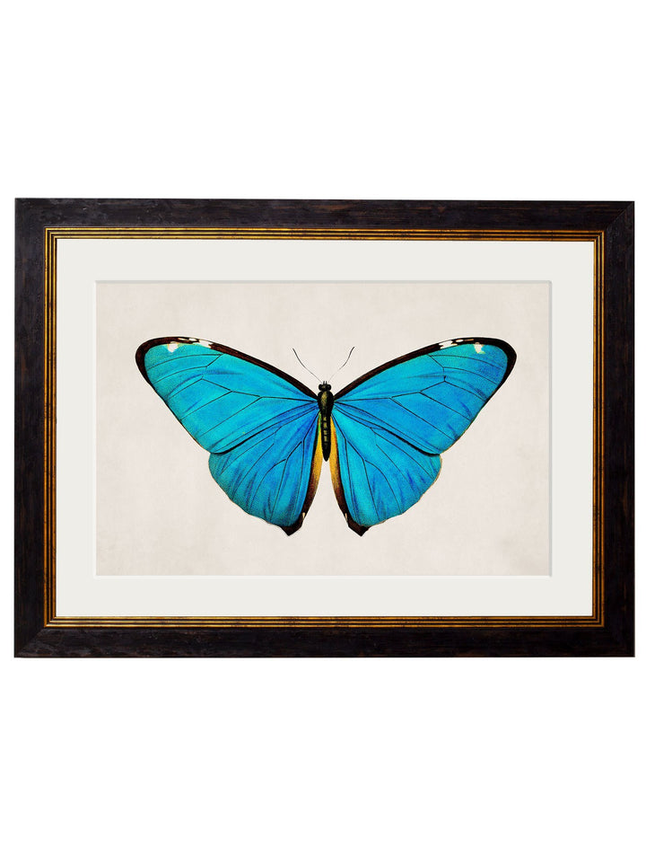 c.1836 Tropical Butterflies - TheArtistsQuarter