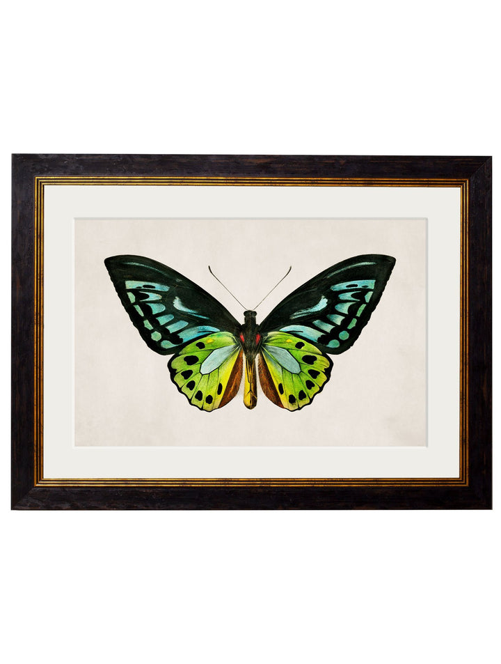 c.1836 Tropical Butterflies - TheArtistsQuarter