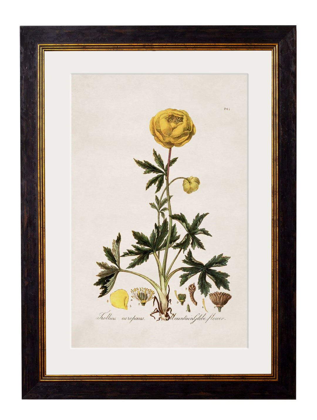 c.1837 British Flowering Plants - TheArtistsQuarter