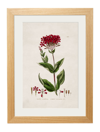 C.1837 BRITISH FLOWERING PLANTS - TheArtistsQuarter