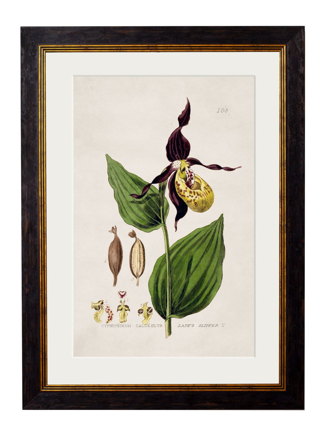 c.1837 British Flowering Plants - TheArtistsQuarter