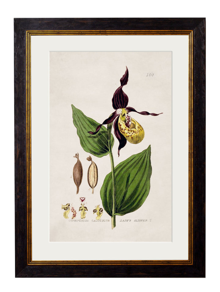 c.1837 British Flowering Plants - TheArtistsQuarter