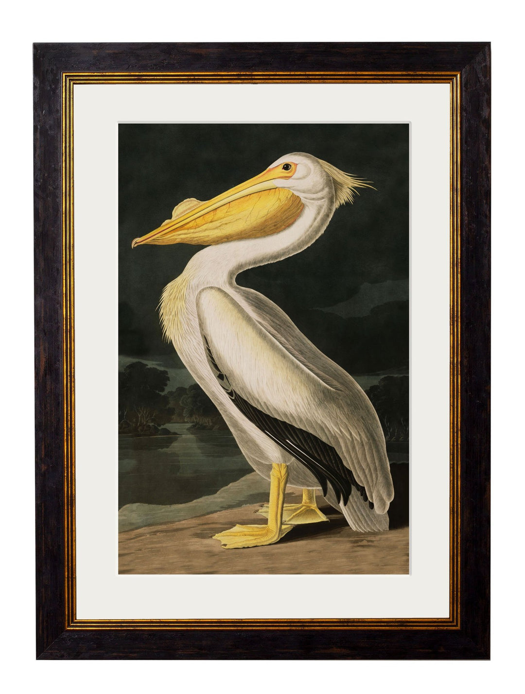 c.1838 Audubon's Birds of America - TheArtistsQuarter