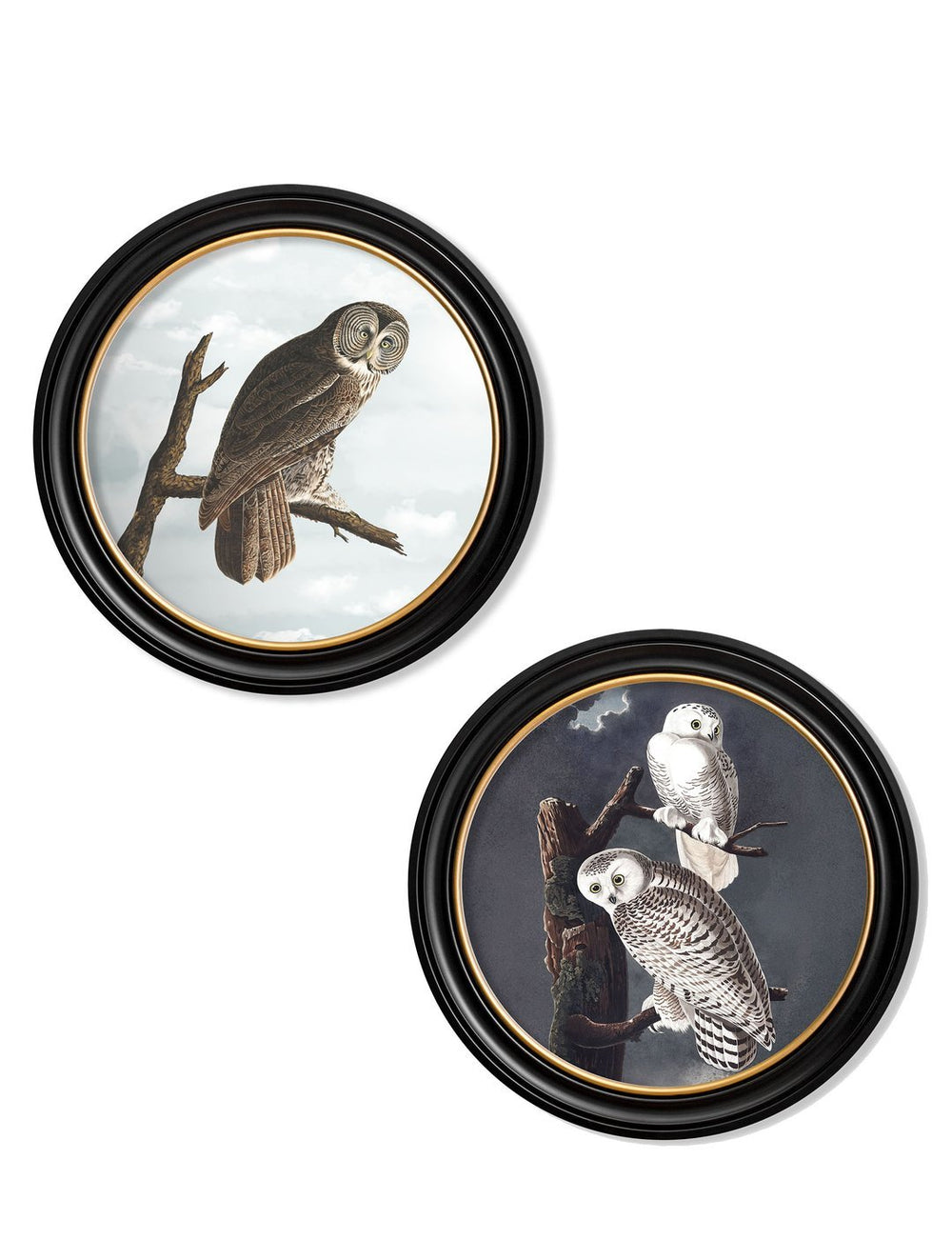 c.1838 Audubon's Owls - Round Frame - TheArtistsQuarter