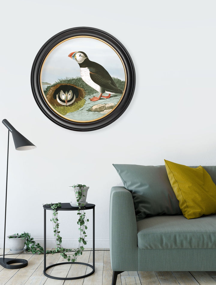 c.1838 Audubon's Puffins - Round Frame - TheArtistsQuarter