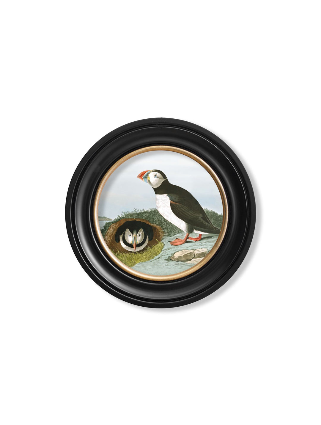 c.1838 Audubon's Puffins - Round Frame - TheArtistsQuarter