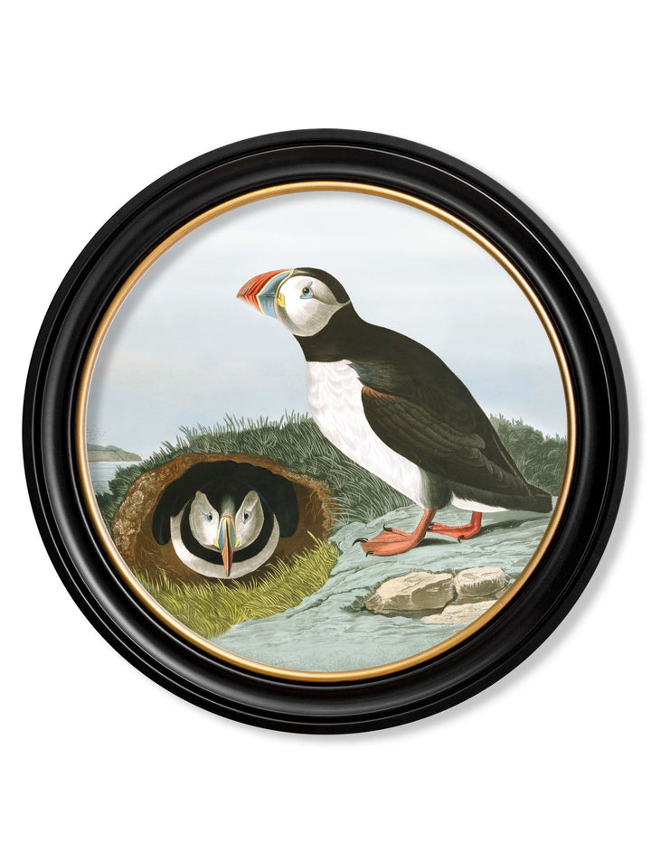 c.1838 Audubon's Puffins - Round Frame - TheArtistsQuarter