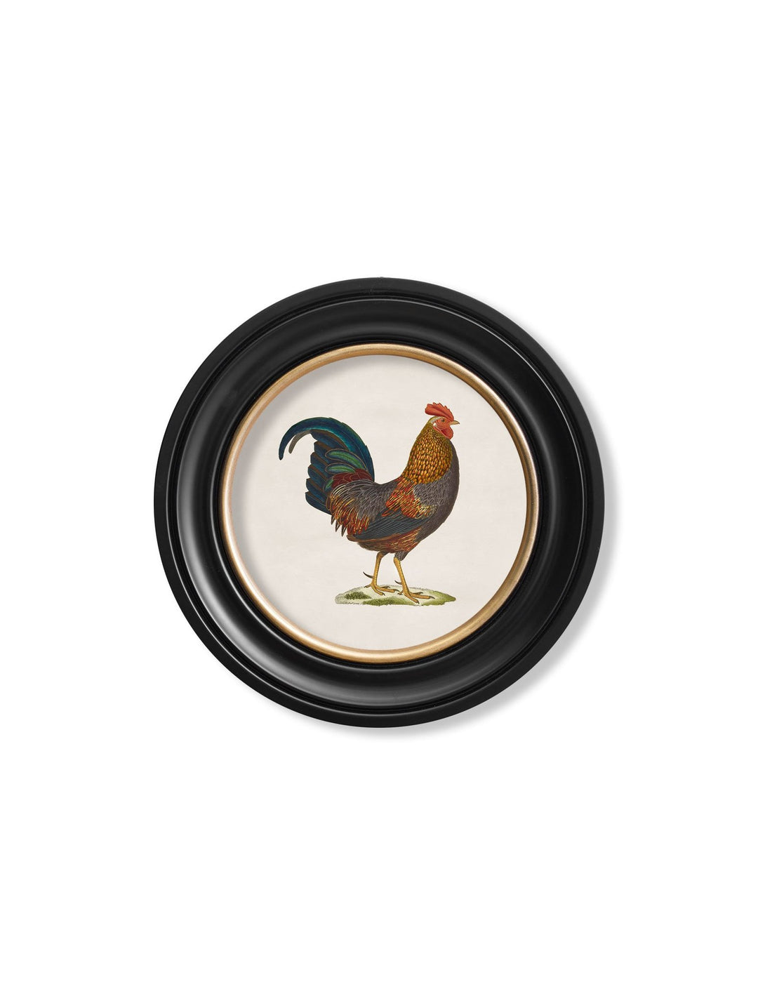 c.1838 Junglefowl in Round Frames - TheArtistsQuarter