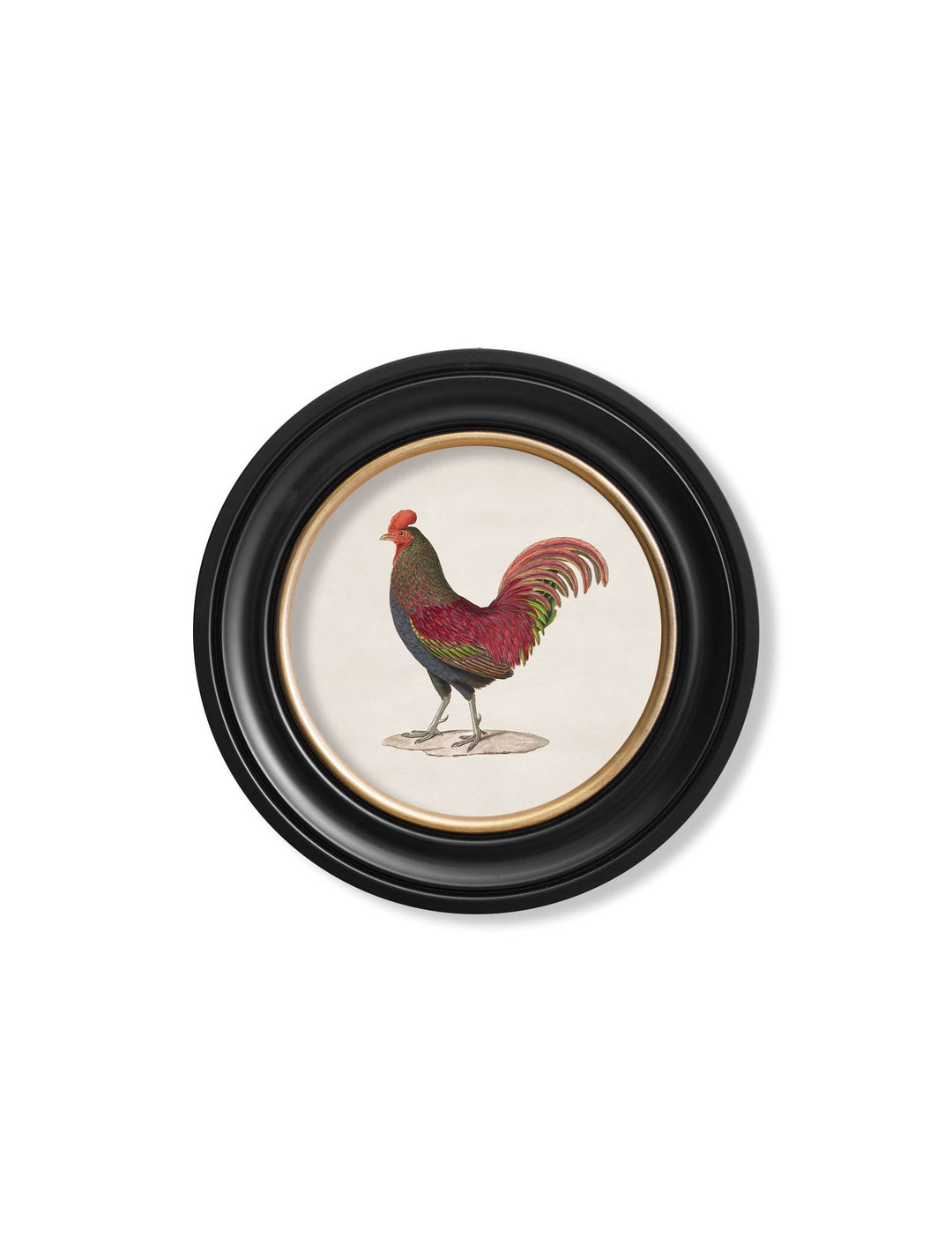 c.1838 Junglefowl in Round Frames - TheArtistsQuarter