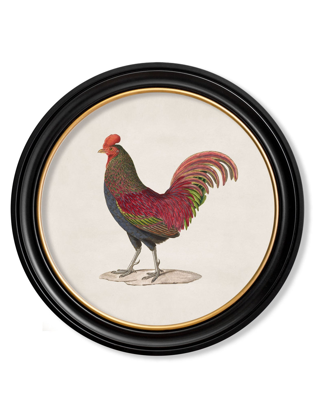 c.1838 Junglefowl in Round Frames - TheArtistsQuarter