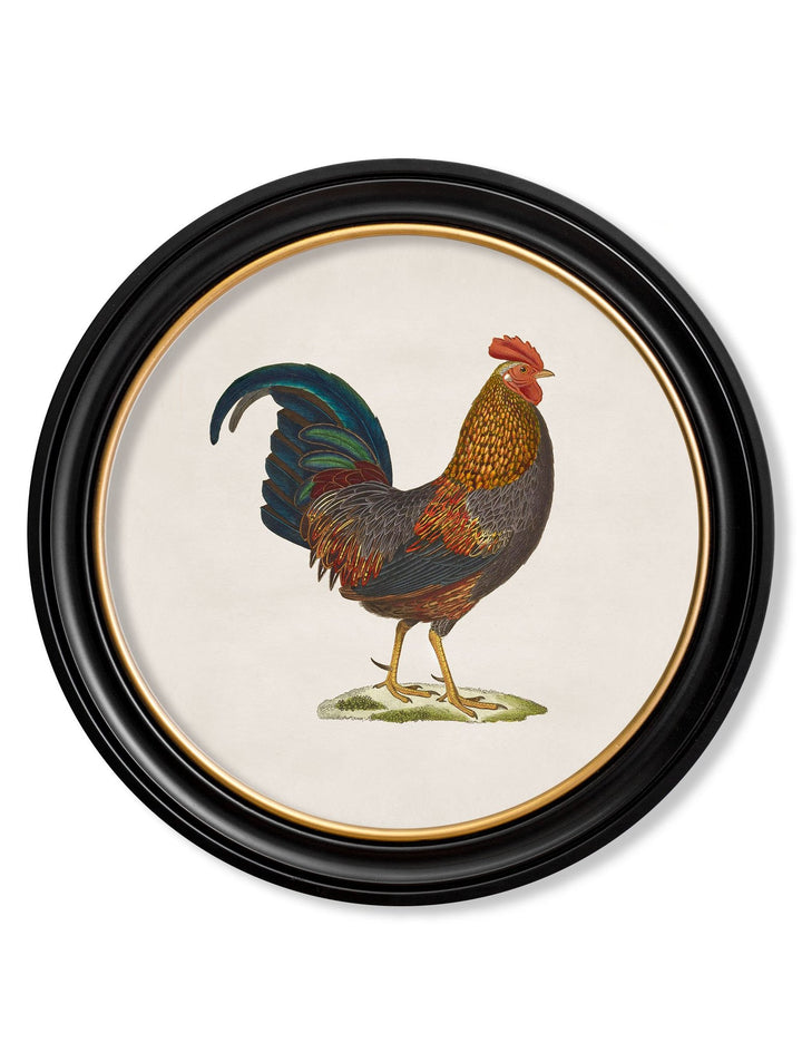 c.1838 Junglefowl in Round Frames - TheArtistsQuarter