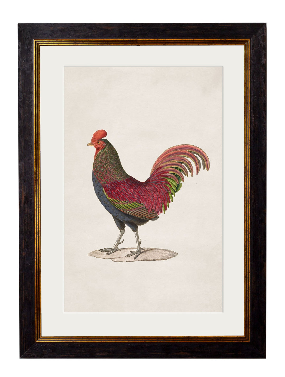 c.1838 Junglefowl - TheArtistsQuarter