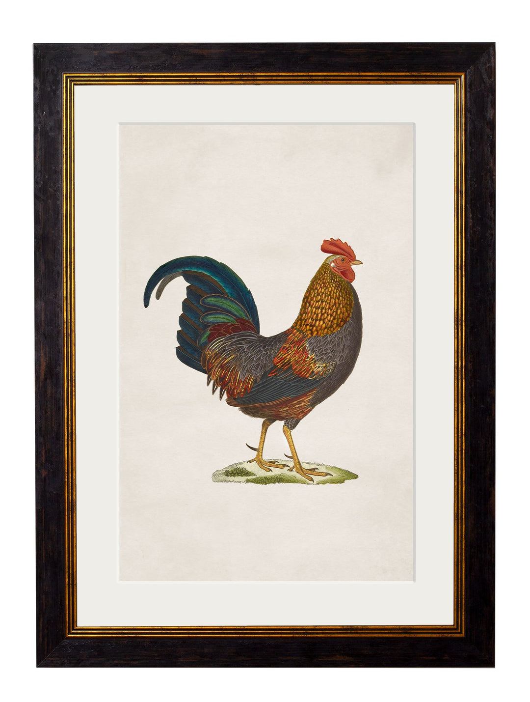 c.1838 Junglefowl - TheArtistsQuarter