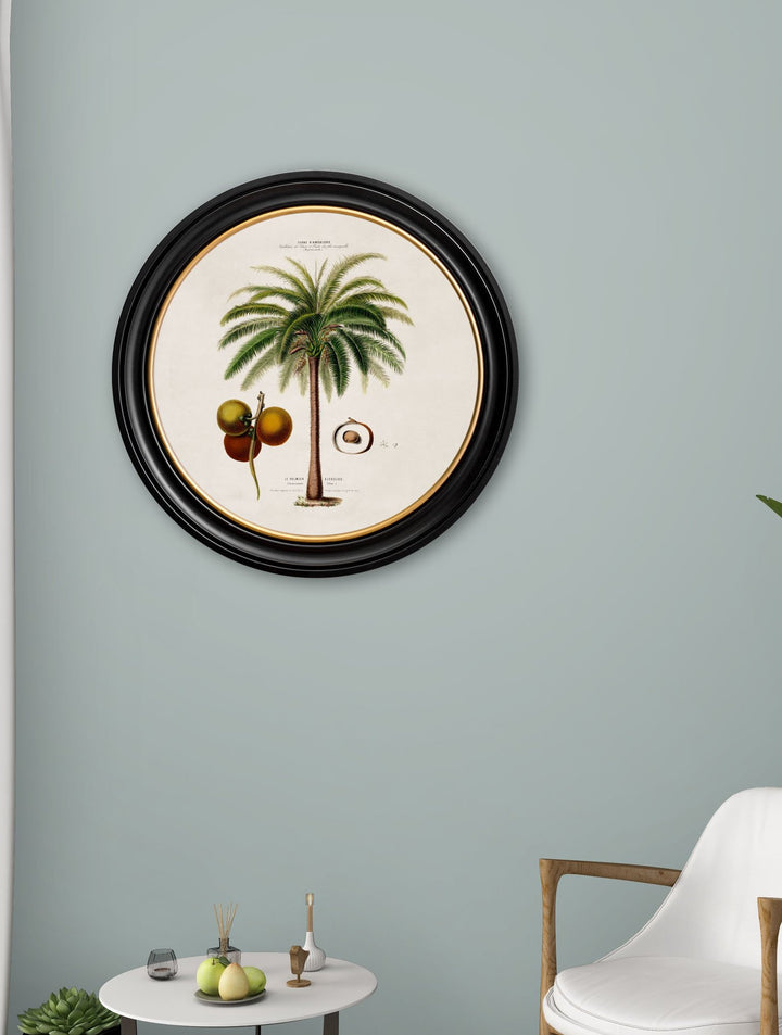 c.1843 Studies of South American Palm Trees in Round Frames - TheArtistsQuarter