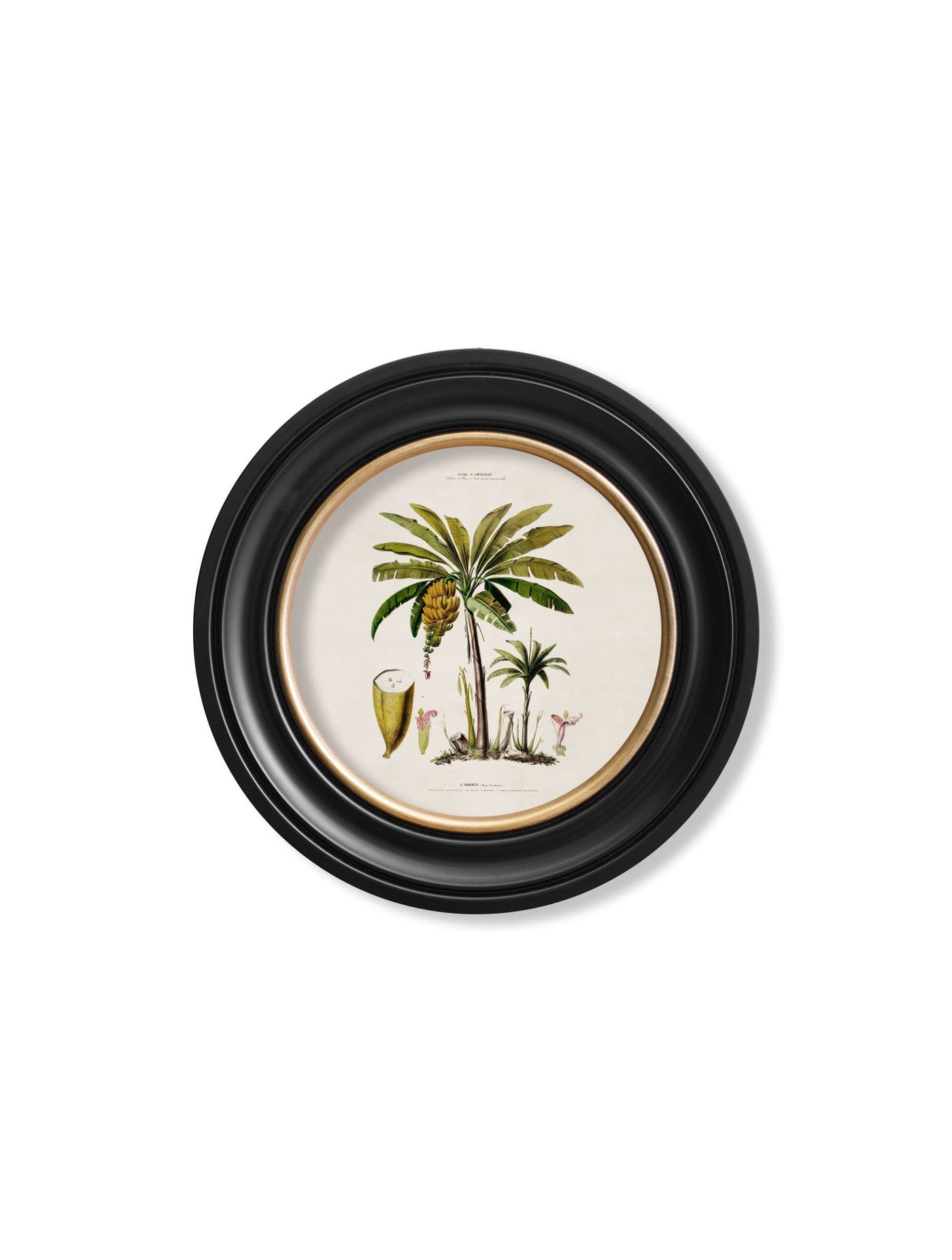 C.1843 MACAW PALM - ROUND FRAME - TheArtistsQuarter