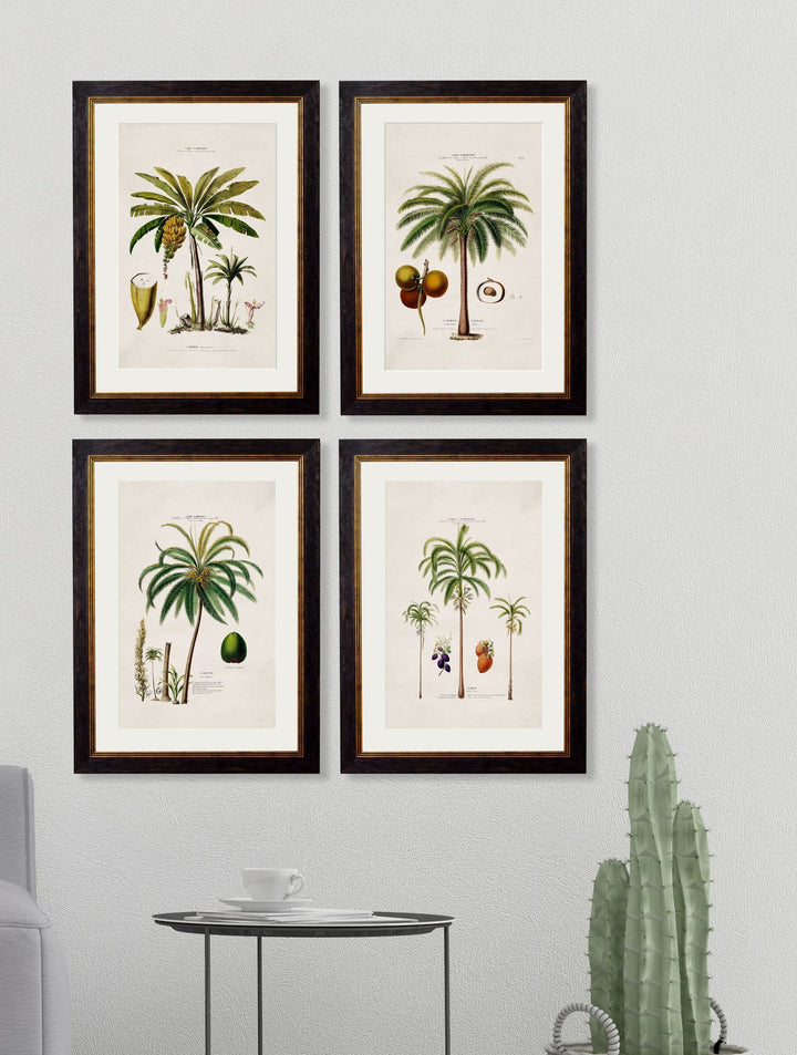 c.1843 Studies of South American Palm Trees Cancelled Order - TheArtistsQuarter