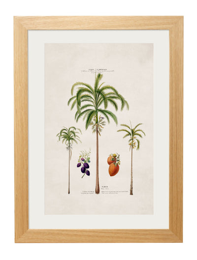 C.1843 STUDIES OF SOUTH AMERICAN PALM TREES - TheArtistsQuarter