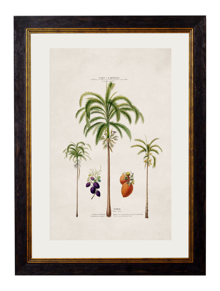 c.1843 Studies of South American Palm Trees - TheArtistsQuarter