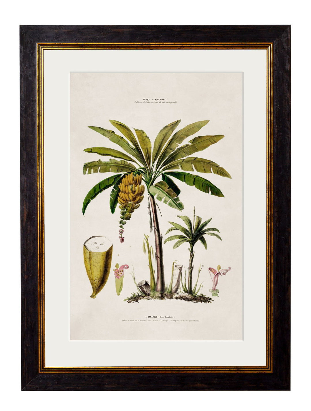 c.1843 Studies of South American Palm Trees - TheArtistsQuarter