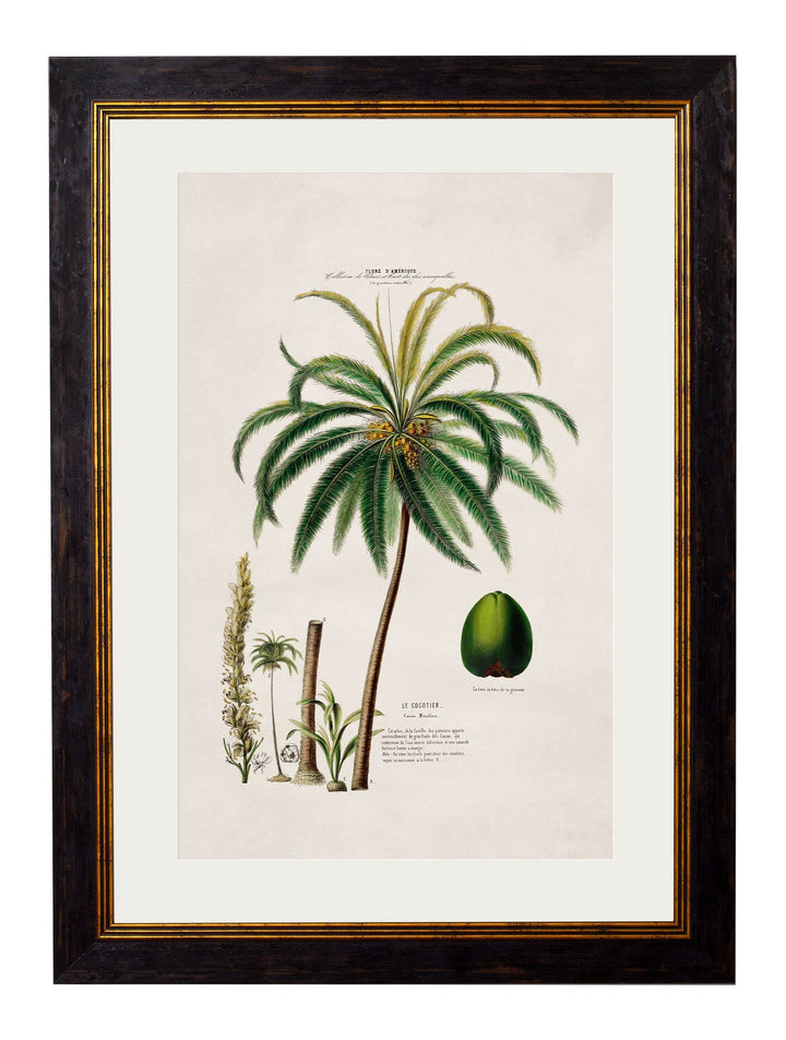 c.1843 Studies of South American Palm Trees Cancelled Order - TheArtistsQuarter