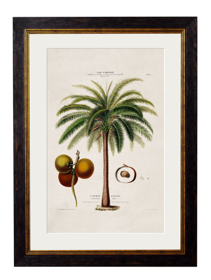 c.1843 Studies of South American Palm Trees Cancelled Order - TheArtistsQuarter