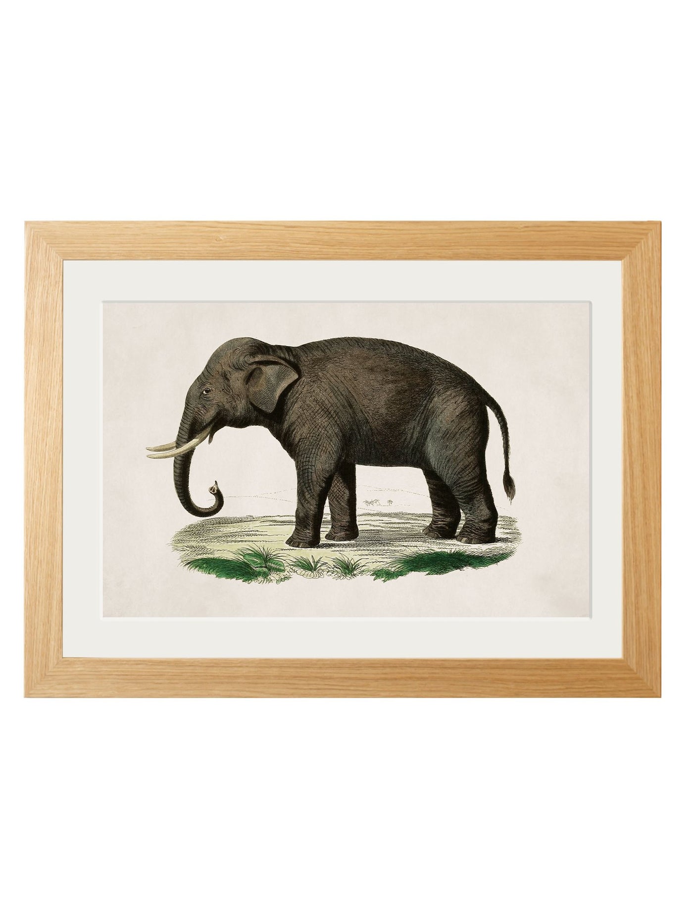 C.1846 ELEPHANTS - TheArtistsQuarter