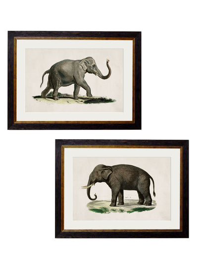 C.1846 ELEPHANTS - TheArtistsQuarter