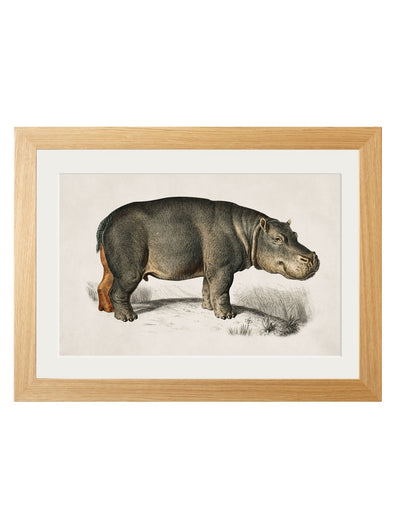 C.1846 Hippo - TheArtistsQuarter