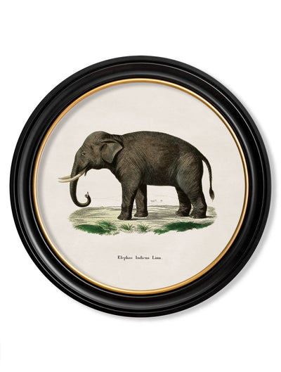 C.1846 INDIAN ELEPHANT - ROUND FRAME - TheArtistsQuarter
