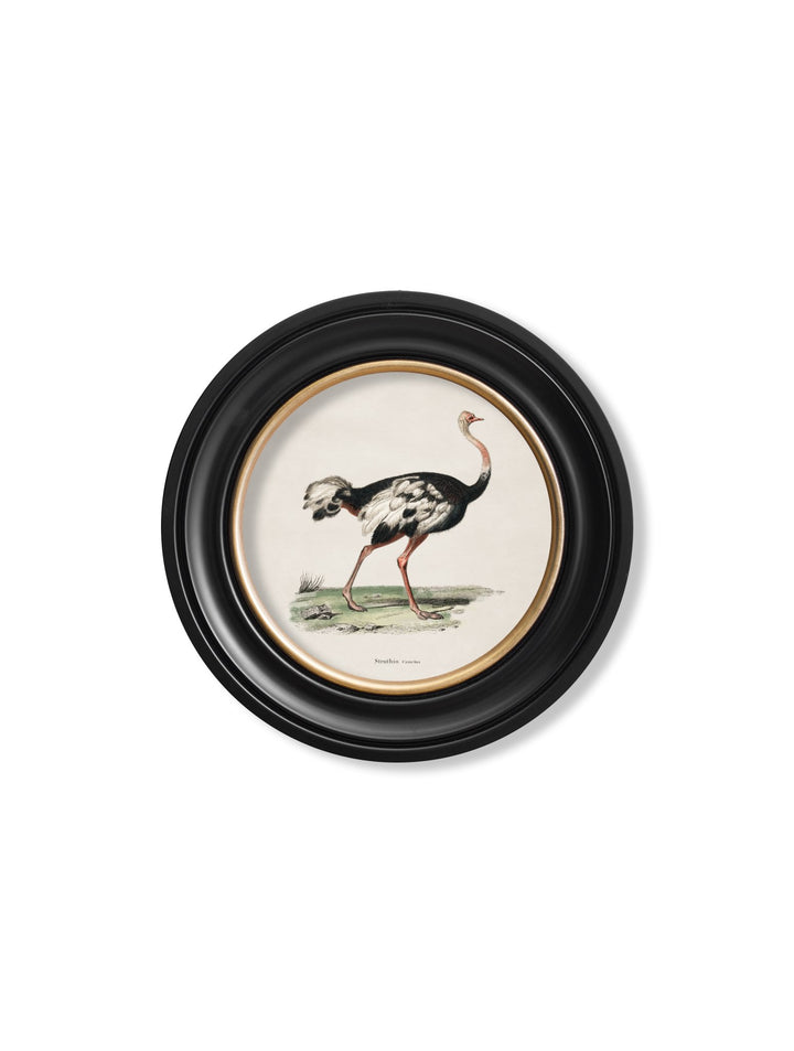 c.1846 Ostrich - Round Frame - TheArtistsQuarter